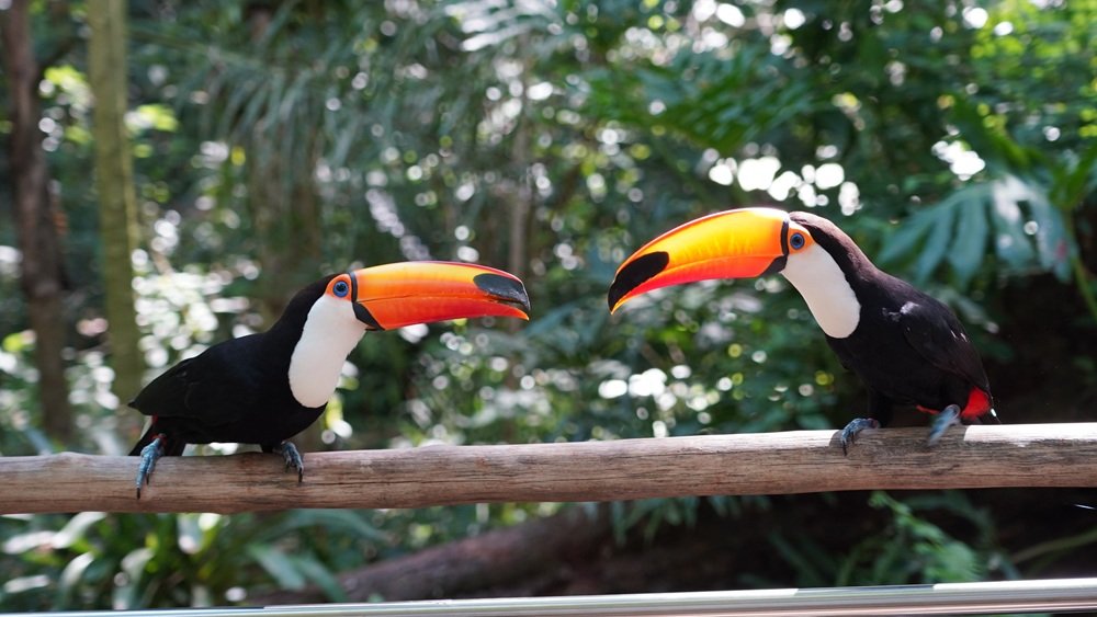 Parque das Aves